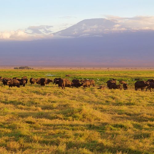 Amboseli National Park Kenya Safaris (2)