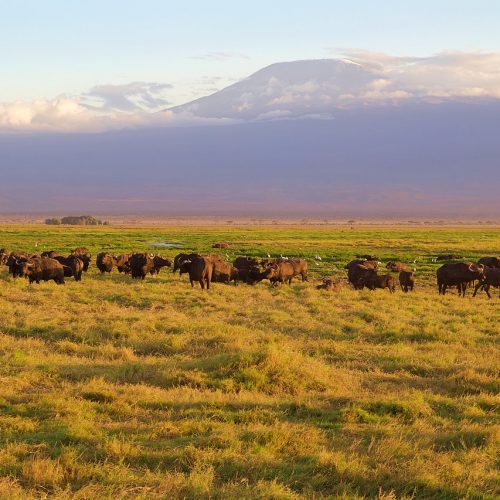 Amboseli National Park Kenya Safaris (2)
