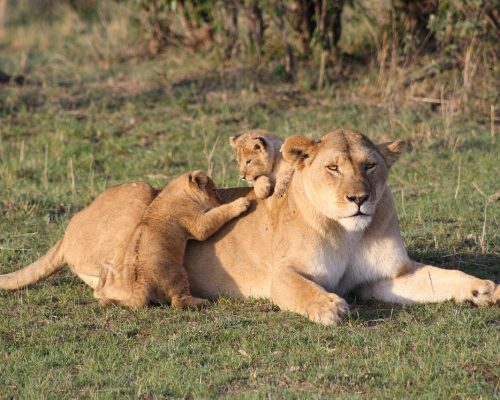 Masai Mara Kenya Safari Tours (21)