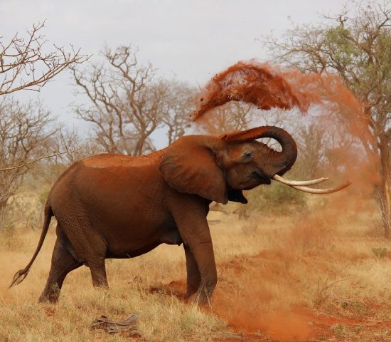 spurfowl-safaris-tour-kenya-trip-vacation-itinerary-big-five-elephant-tsavo-bathing-soil