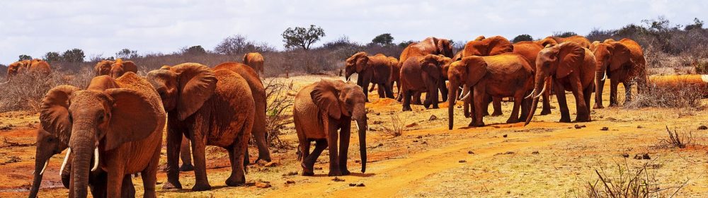 spurfowl-safaris-tour-kenya-trip-vacation-itinerary-big-five-elephants-herd-tsavo