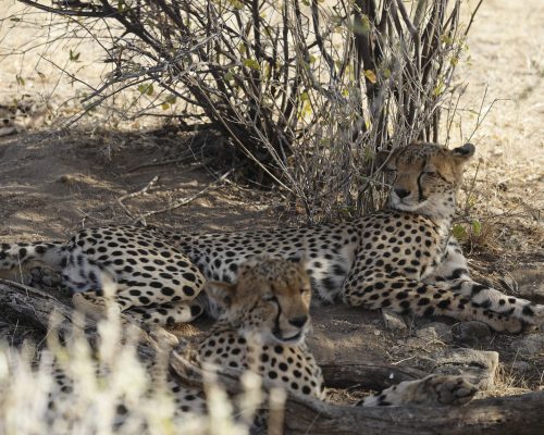 spurfowl-safaris-tour-kenya-trip-vacation-itinerary-cheetah-wild-game-drive