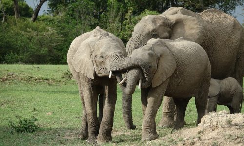 spurfowl-safaris-tour-kenya-trip-vacation-itinerary -elephant-masai-mara
