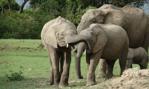 spurfowl-safaris-tour-kenya-trip-vacation-itinerary -elephant-masai-mara