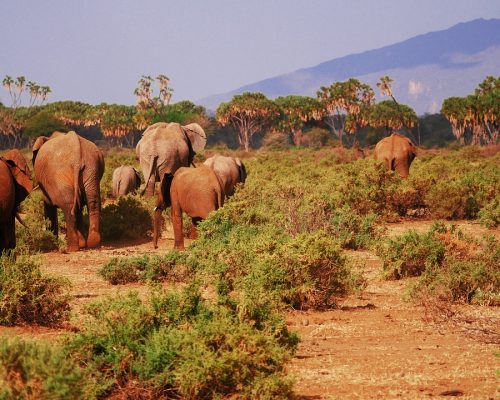 spurfowl-safaris-tour-kenya-trip-vacation-itinerary-masai-mara-big-five-elephants