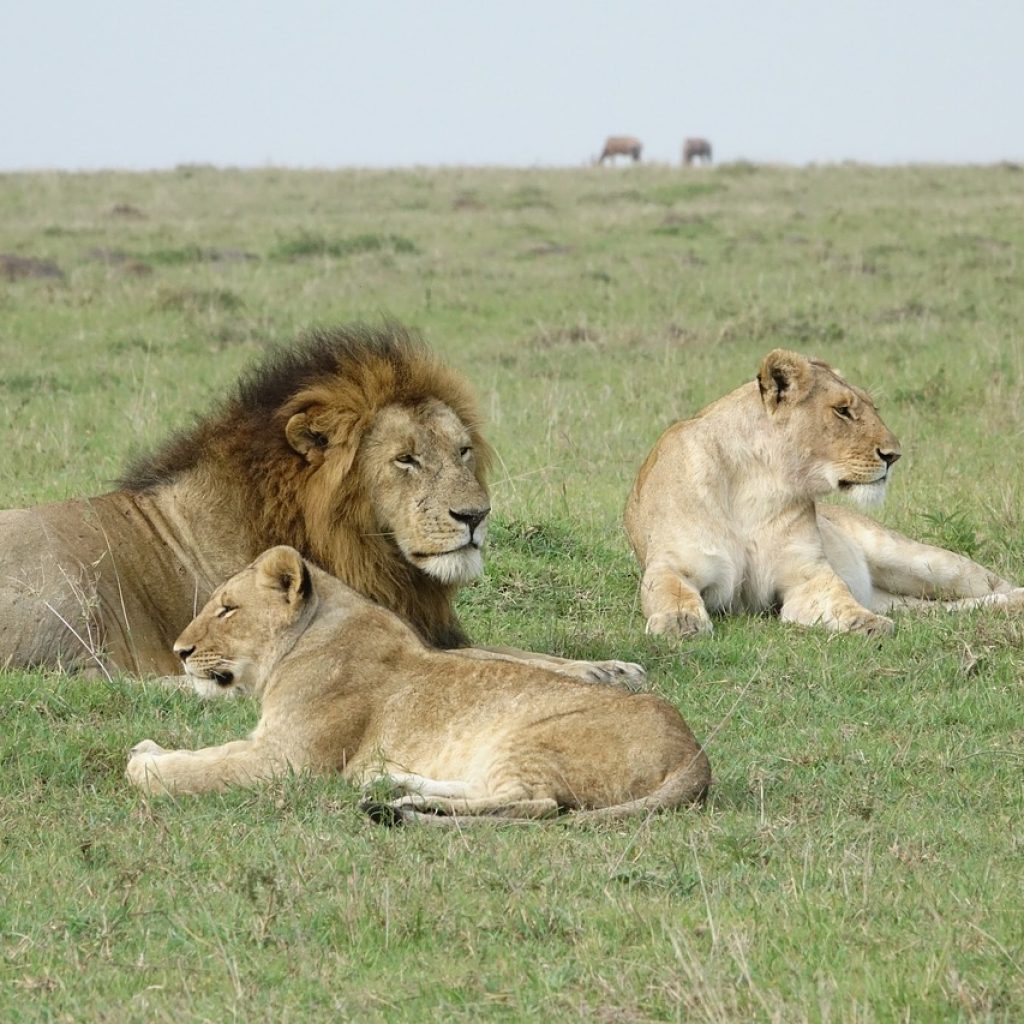 spurfowl-safaris-tour-kenya-trip-vacation-itinerary-masai-mara-big-five-lions