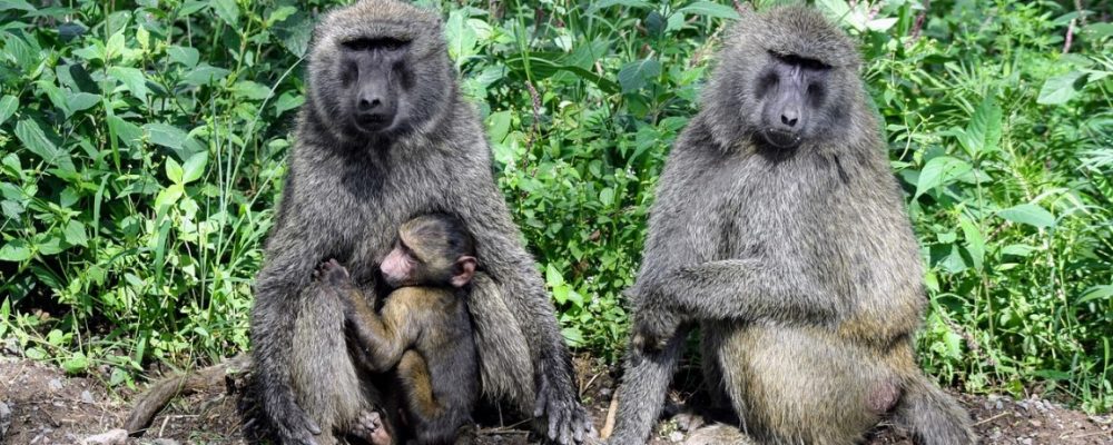 spurfowl-safaris-tour-kenya-trip-vacation-itinerary -monkey-family